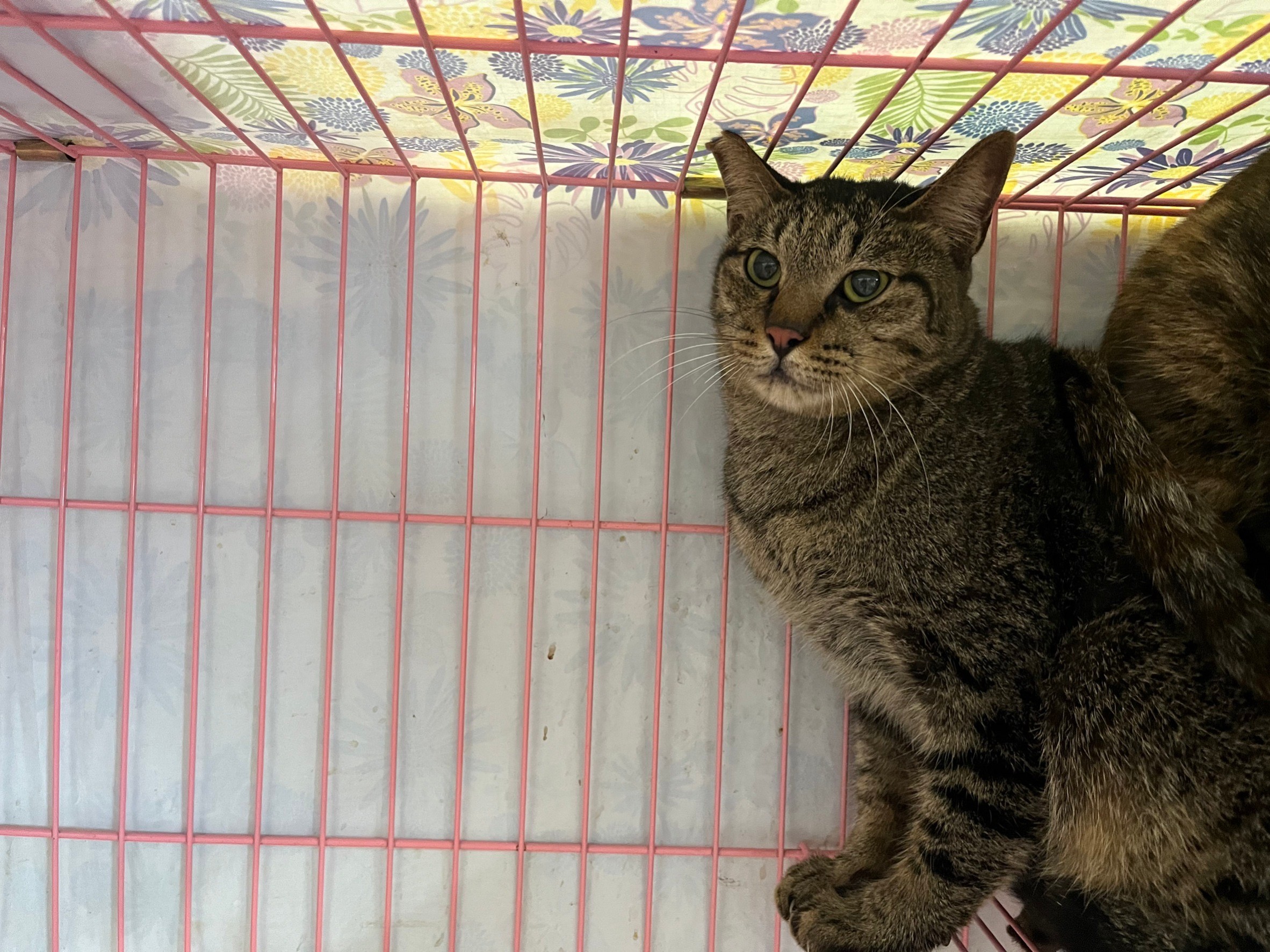 Tabby adult male mixed-breed cat, Medium, shelter no. …2706