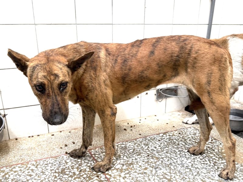 Tabby adult female mixed-breed dog, Large, shelter no. …8A25