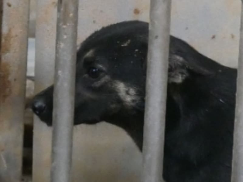 Chien croisé mâle adulte (noir et fauve), Moyen, refuge n° …0-05. Plus près du visage.