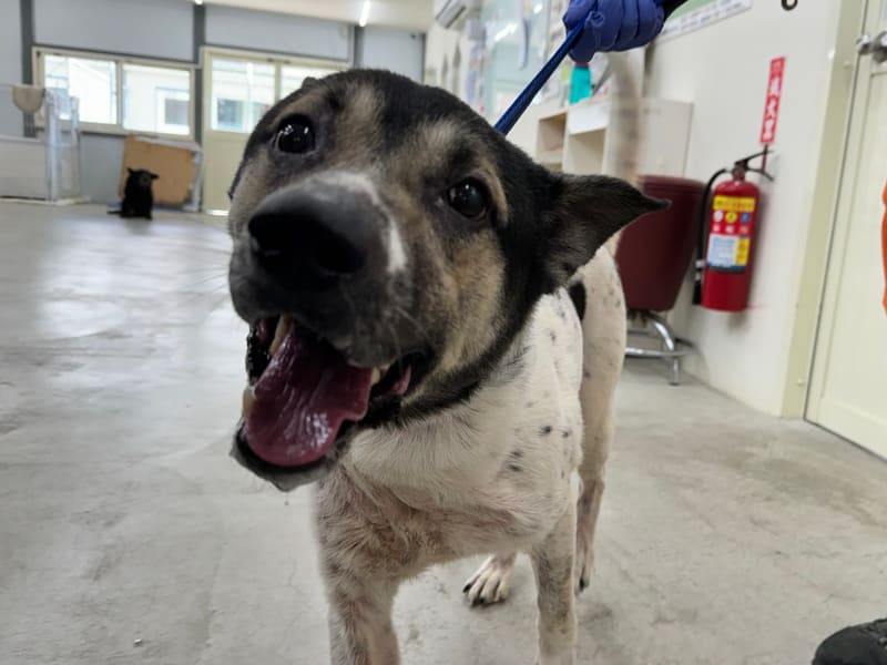 ミックス犬(オス・成犬・黒と白)、中型, 施設番号 …1201. 顔のアップです。