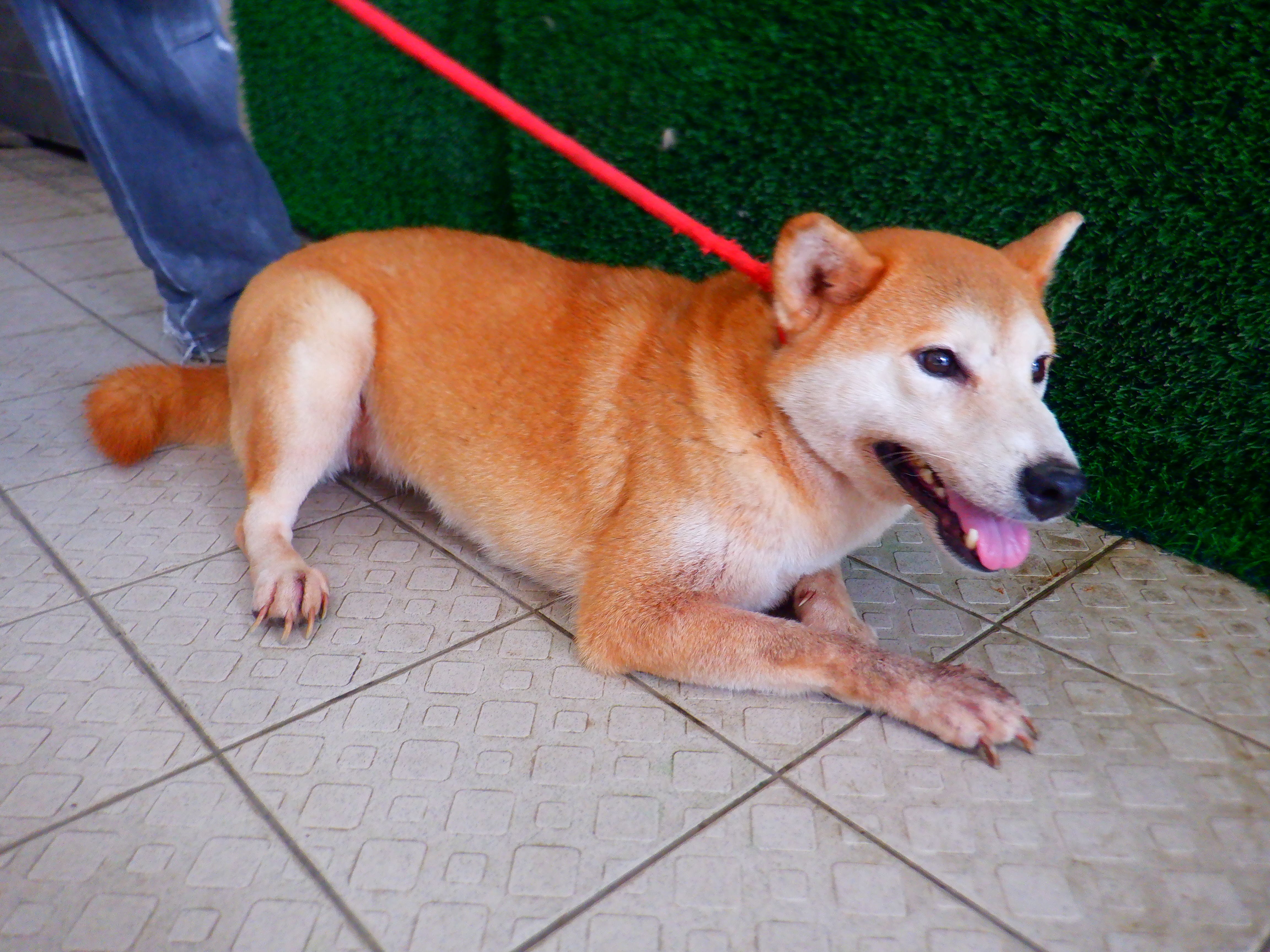 Shiba Inu femelle adulte (fauve), Moyen, refuge n° …8093. Tout l'animal.