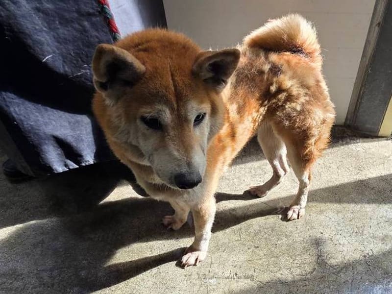 柴犬(メス・成犬・茶)、中型, 施設番号 …0701