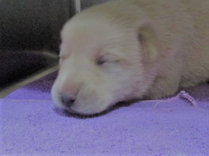 Perra mestiza hembra joven (canela), Pequeño, refugio n.º …8001. Más cerca de la cara.