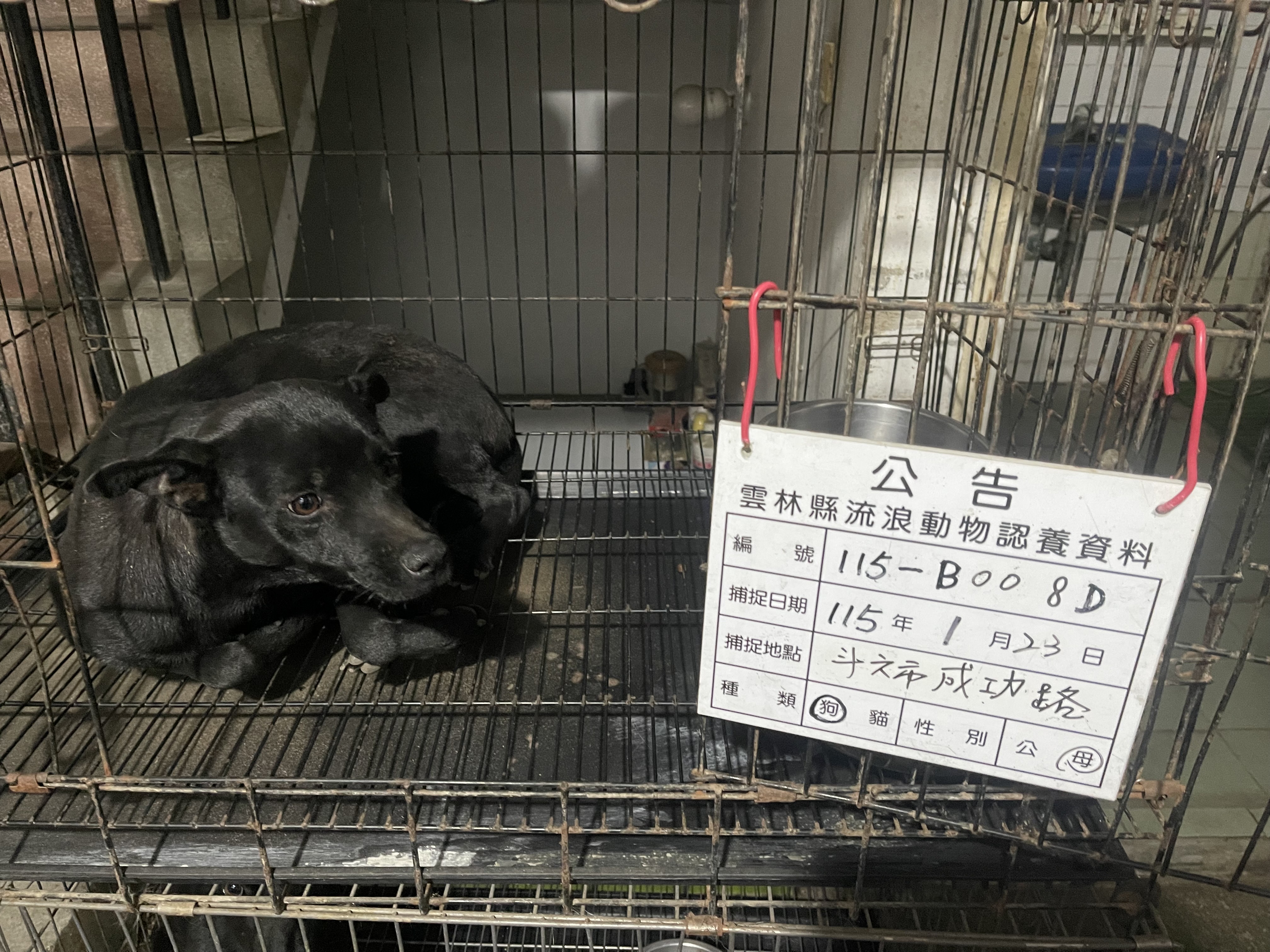 黑色成年母混种犬,中型, 收容编号 …008D. 脸部特写。