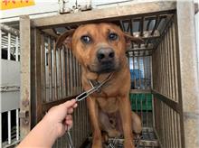 Perro mestizo macho adulto (canela), Mediano, refugio n.º …8008