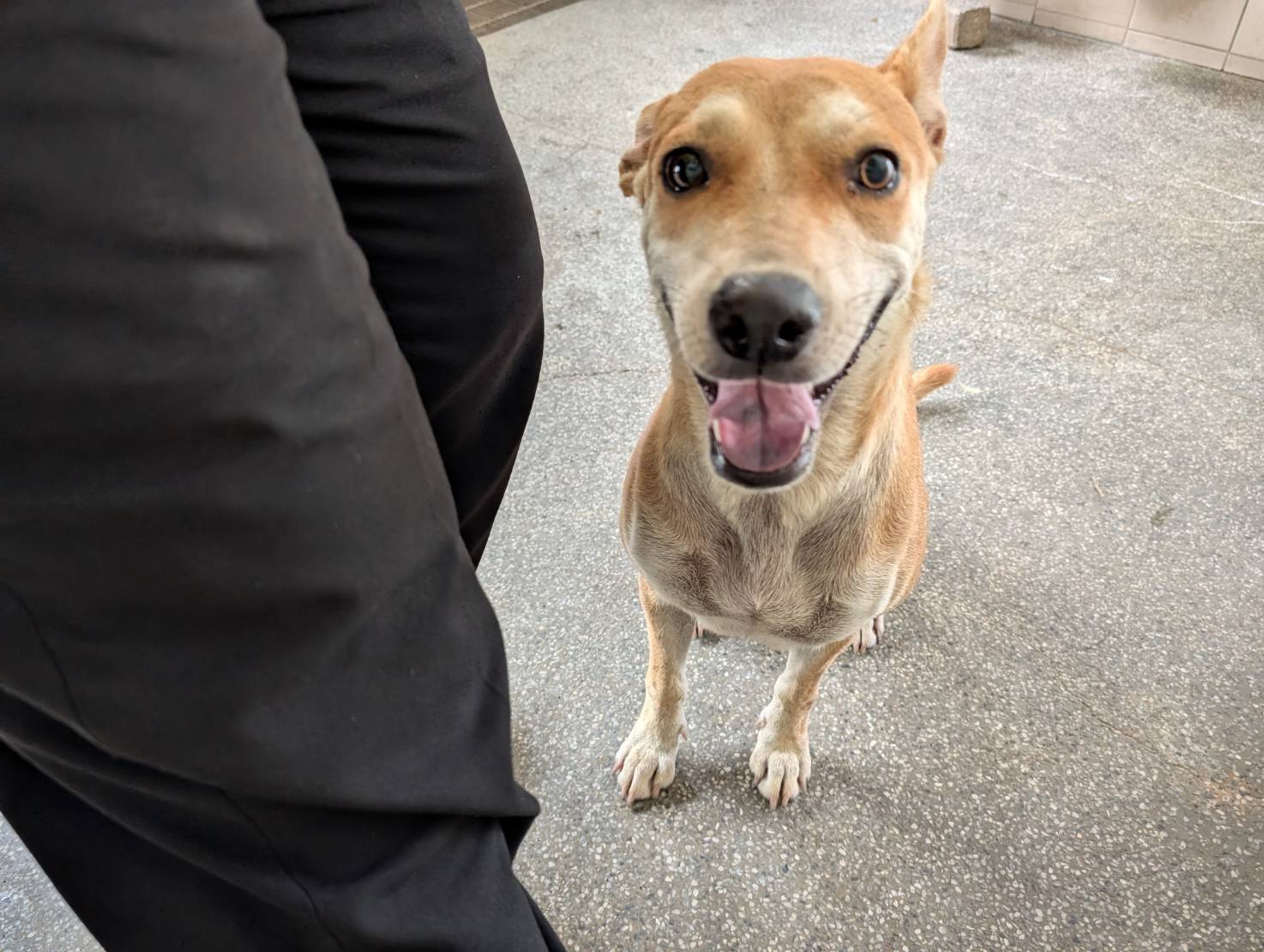 Tan adult female mixed-breed dog, Large, shelter no. …2113