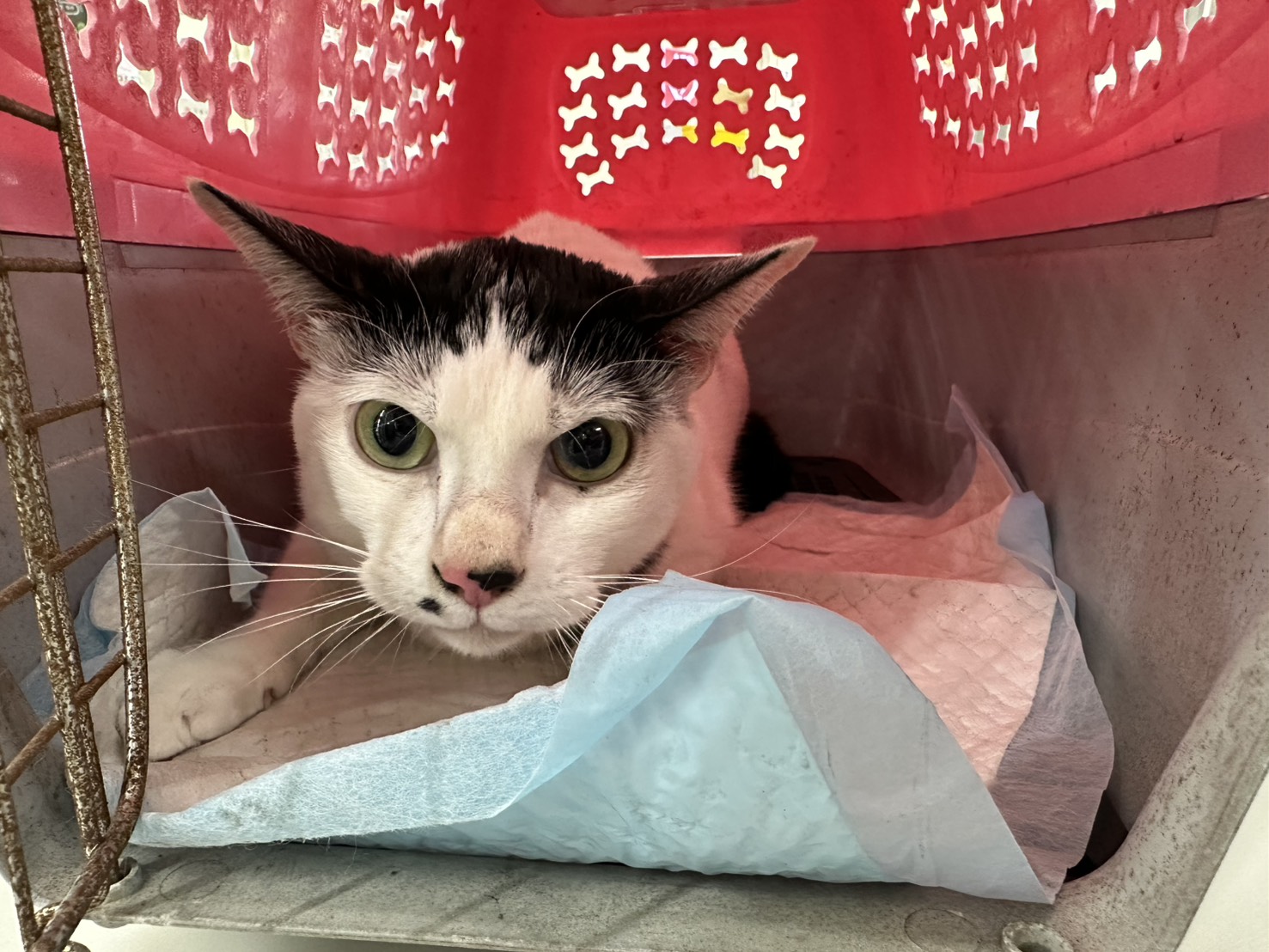 ミックス猫(オス・成猫・黒と白)、中型, 施設番号 …2602. 顔のアップです。