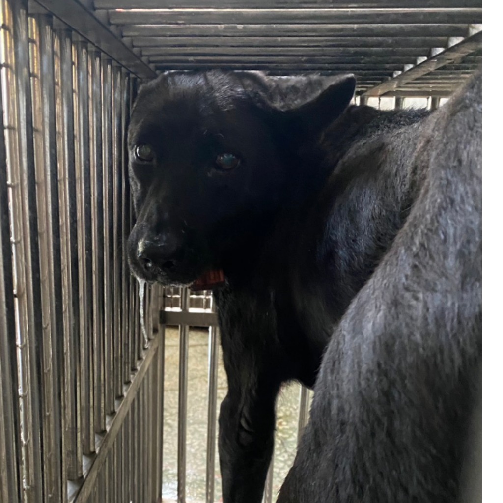 Perro mestizo macho adulto (negro), Mediano, refugio n.º …0-07. Más cerca de la cara.