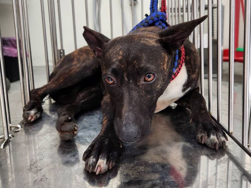 Perra mestiza hembra adulta (atigrado), Mediano, refugio n.º …2302. Todo el animal.