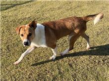 ミックス犬(オス・成犬・茶と白)、中型, 施設番号 …5002