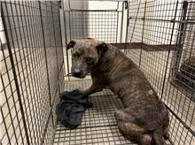 虎斑色成年母比特犬，中型, 收容編號 …4004