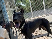 ミックス犬(オス・成犬・黒)、中型, 施設番号 …8002