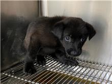 黑色青年母混種犬，中型, 收容編號 …7002