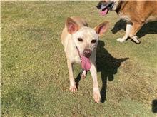 ミックス犬(メス・成犬・白)、中型, 施設番号 …1001