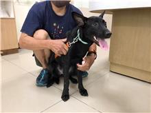 Black young male mixed-breed dog, Medium, shelter no. …2101