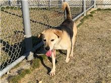 ミックス犬(オス・成犬・黒と茶)、大型, 施設番号 …4004