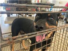 Perro mestizo macho adulto (negro y canela), Mediano, refugio n.º …9009