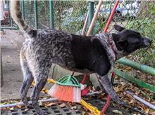 ミックス犬（メス・成犬・黒と白）、中型, 施設番号 …1001