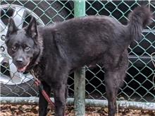 ミックス犬（オス・成犬・黒）、中型, 施設番号 …2801