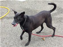 Black adult male mixed-breed dog, Small, shelter no. …1406