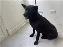 Black adult male mixed-breed dog, Medium, shelter no. …0513