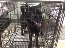 Black-and-brown adult female mixed-breed dog, Large, shelter no. …3D01