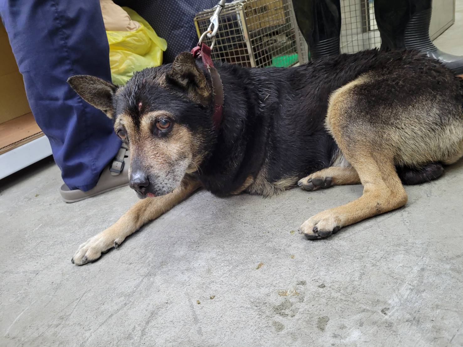 Black-and-brown adult male mixed-breed dog, Medium, shelter no. …0704