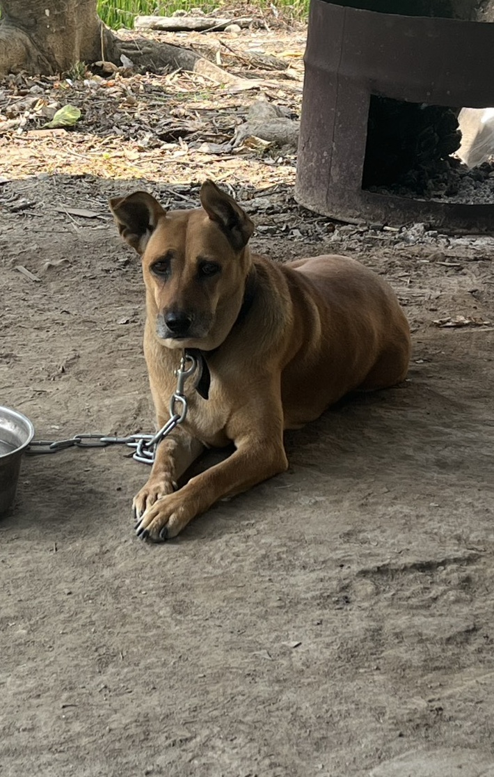 ミックス犬（メス・成犬・茶）、中型, 施設番号 …1005. 顔のアップです。