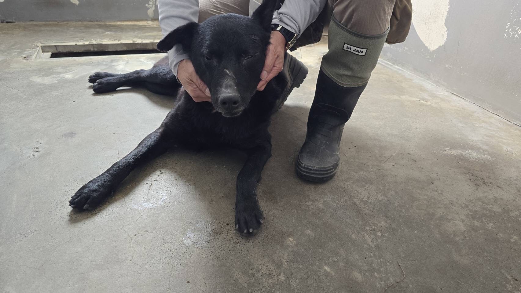 ミックス犬(オス・成犬・黒)、中型, 施設番号 …1002. 全身です。