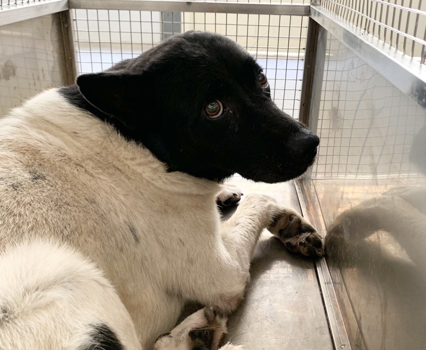 ミックス犬(オス・成犬・黒と白)、中型, 施設番号 …0505