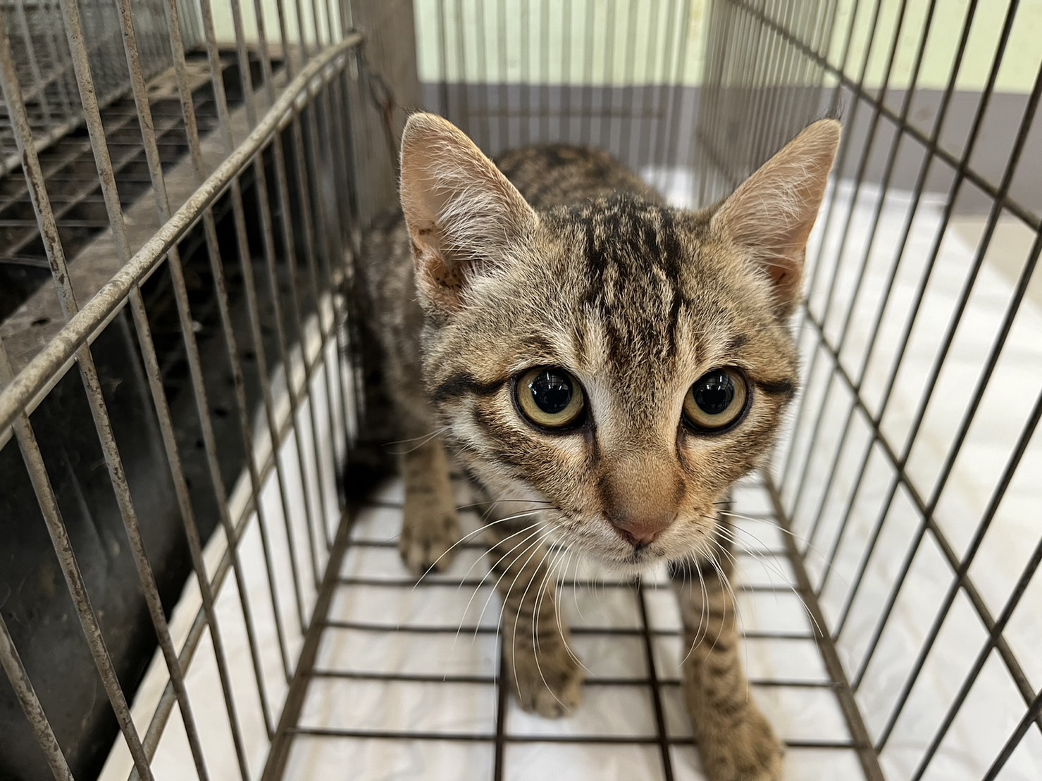 Adult male mixed-breed cat, Small, shelter no. …3C01