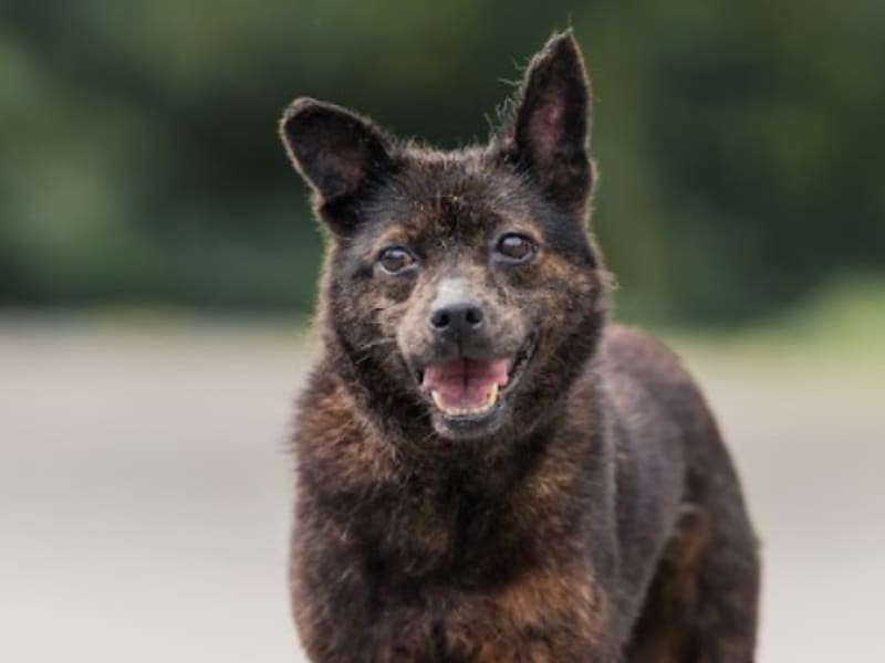 Perra mestiza hembra adulta (negro), Mediano, refugio n.º …1005. Más cerca de la cara.