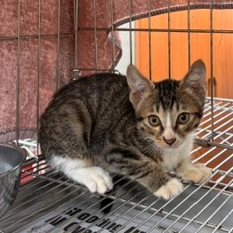 Tabby-and-white young mixed-breed cat, Small, shelter no. …1001