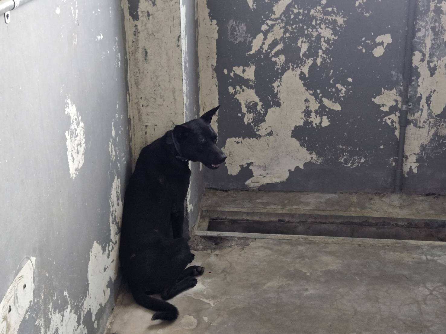 黑色青年公混种犬,中型, 收容编号 …6001. 完整的宠物。