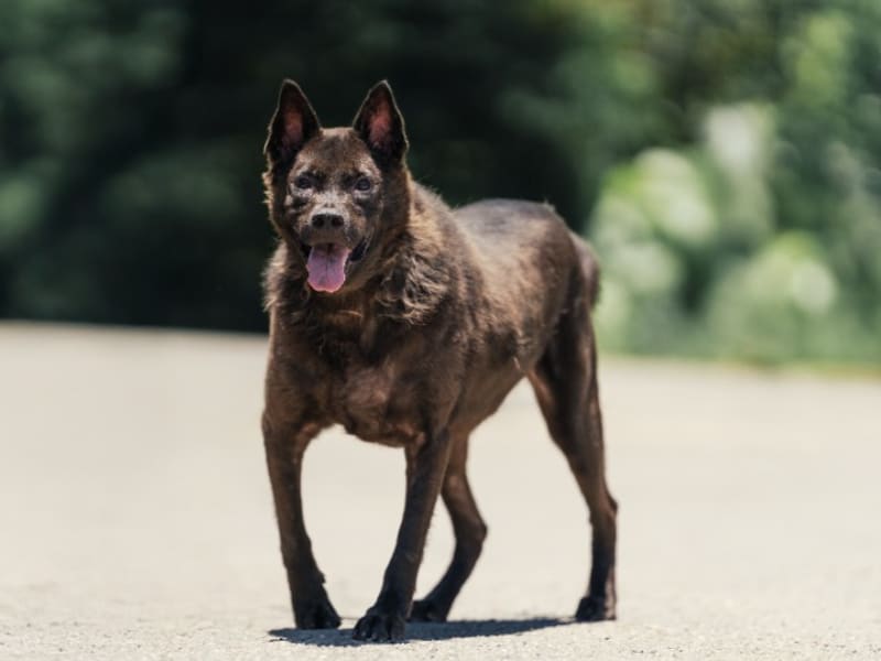 Perro mestizo macho adulto (negro), Mediano, refugio n.º …8001. Todo el animal.
