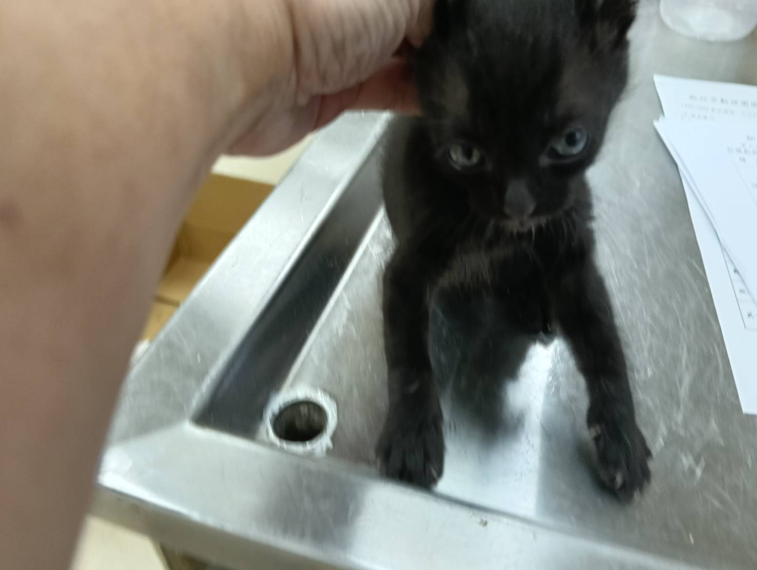 Gato mestizo macho joven (negro), Pequeño, refugio n.º …6005