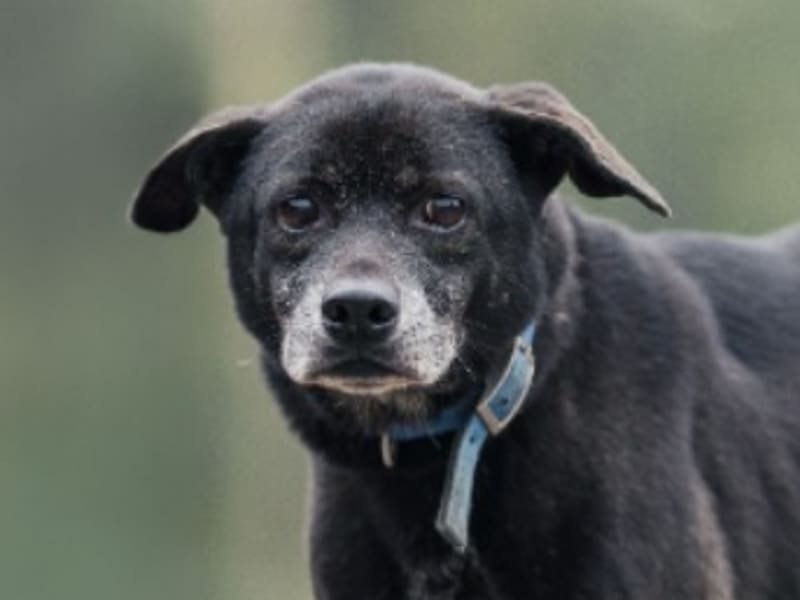 Black adult female mixed-breed dog, Medium, shelter no. …2601. Closer on the face.