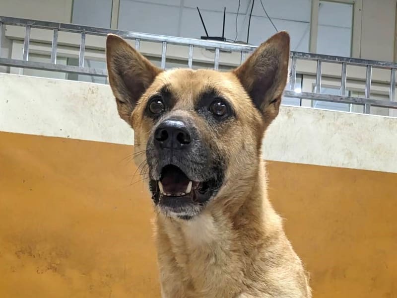 ミックス犬（オス・成犬・茶）、中型, 施設番号 …1002. 顔のアップです。