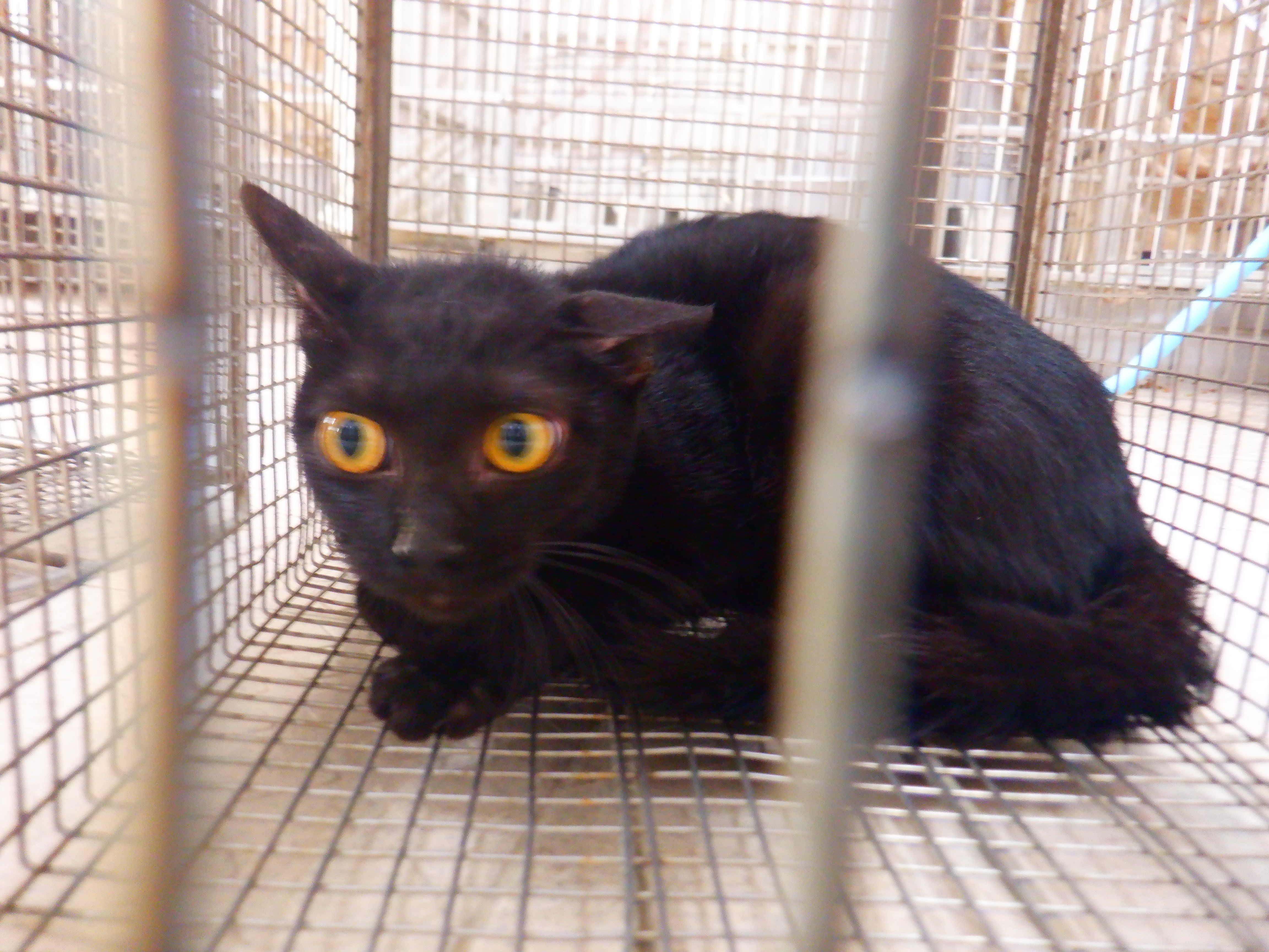 ミックス猫(メス・成猫・黒)、小型, 施設番号 …27C4. 顔のアップです。