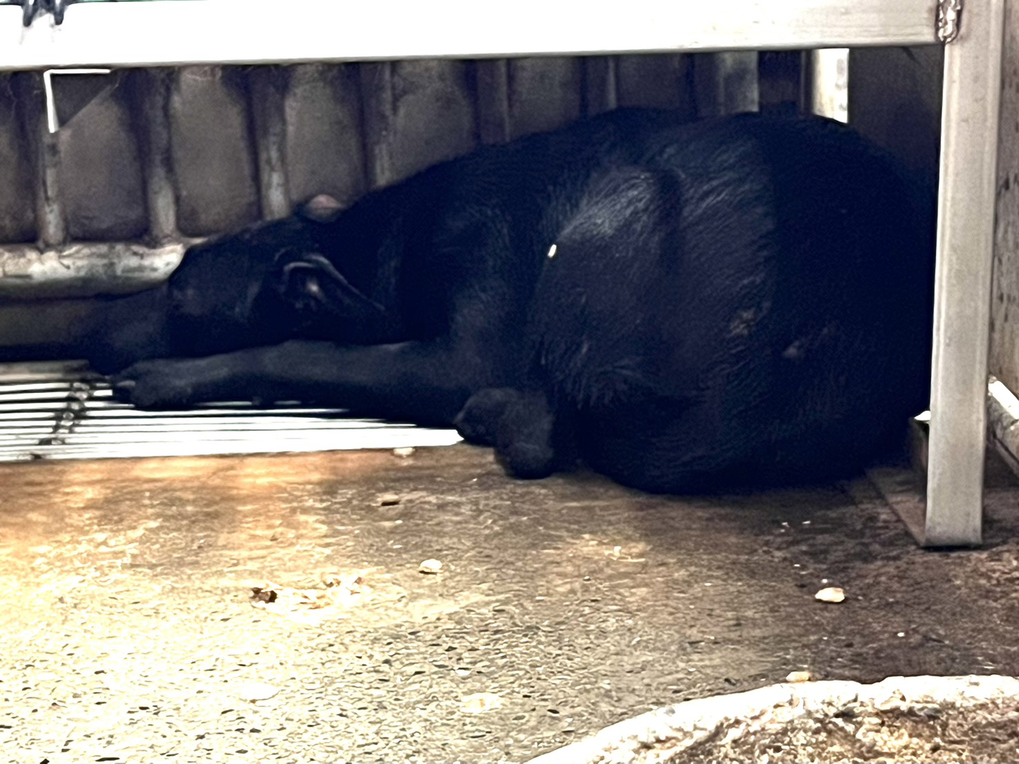 ミックス犬（メス・成犬・黒）、中型, 施設番号 …2002