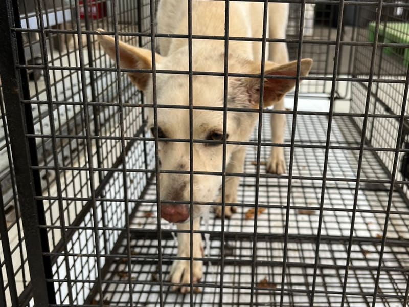 Chienne croisée femelle adulte (blanc), Moyen, refuge n° …6D01. Plus près du visage.