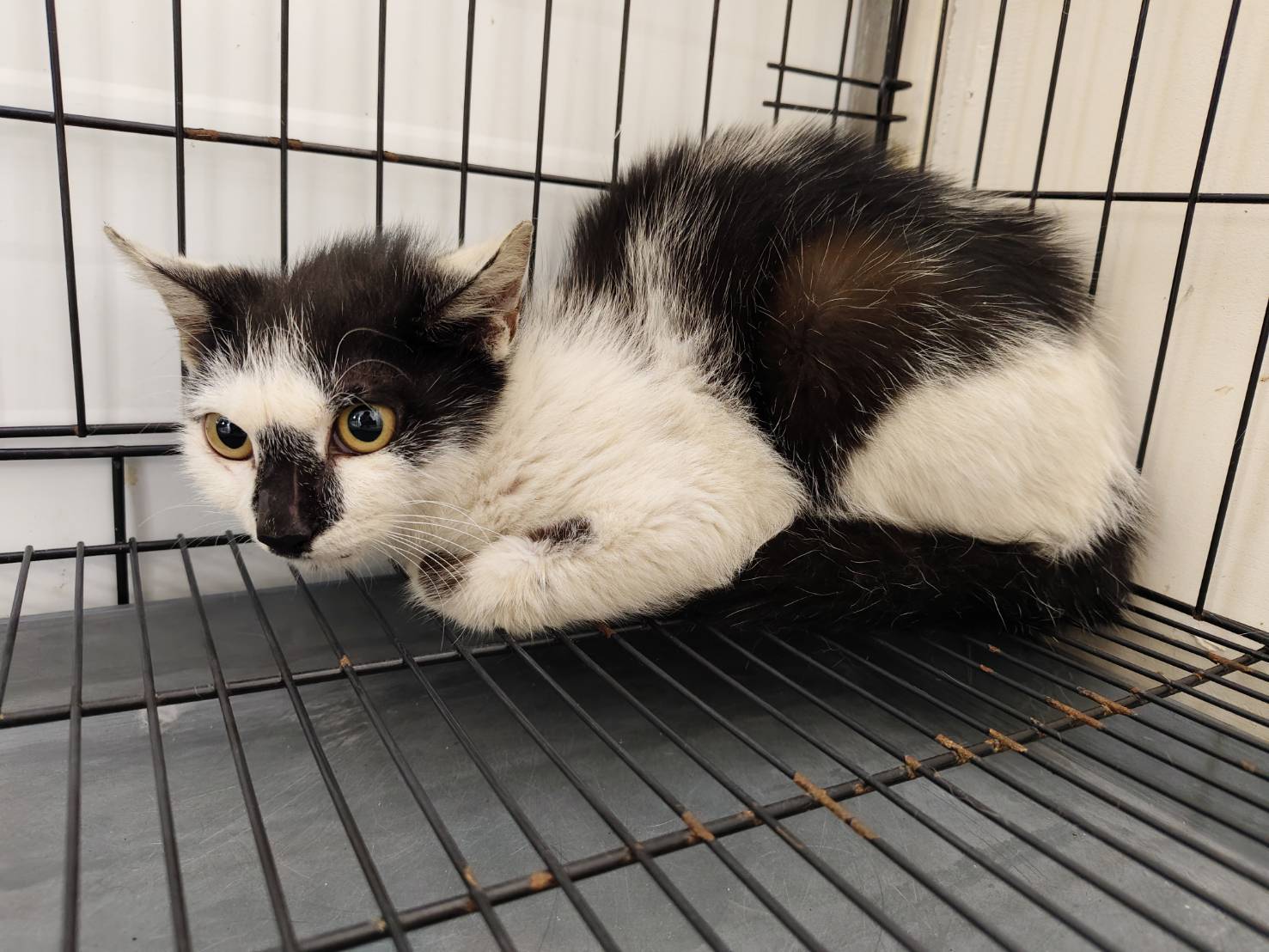 Black-and-white adult male mixed-breed cat, Medium, shelter no. …1402