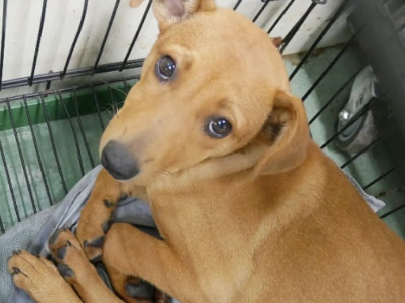 ミックス犬(メス・成犬・茶)、中型, 施設番号 …7-11. 顔のアップです。
