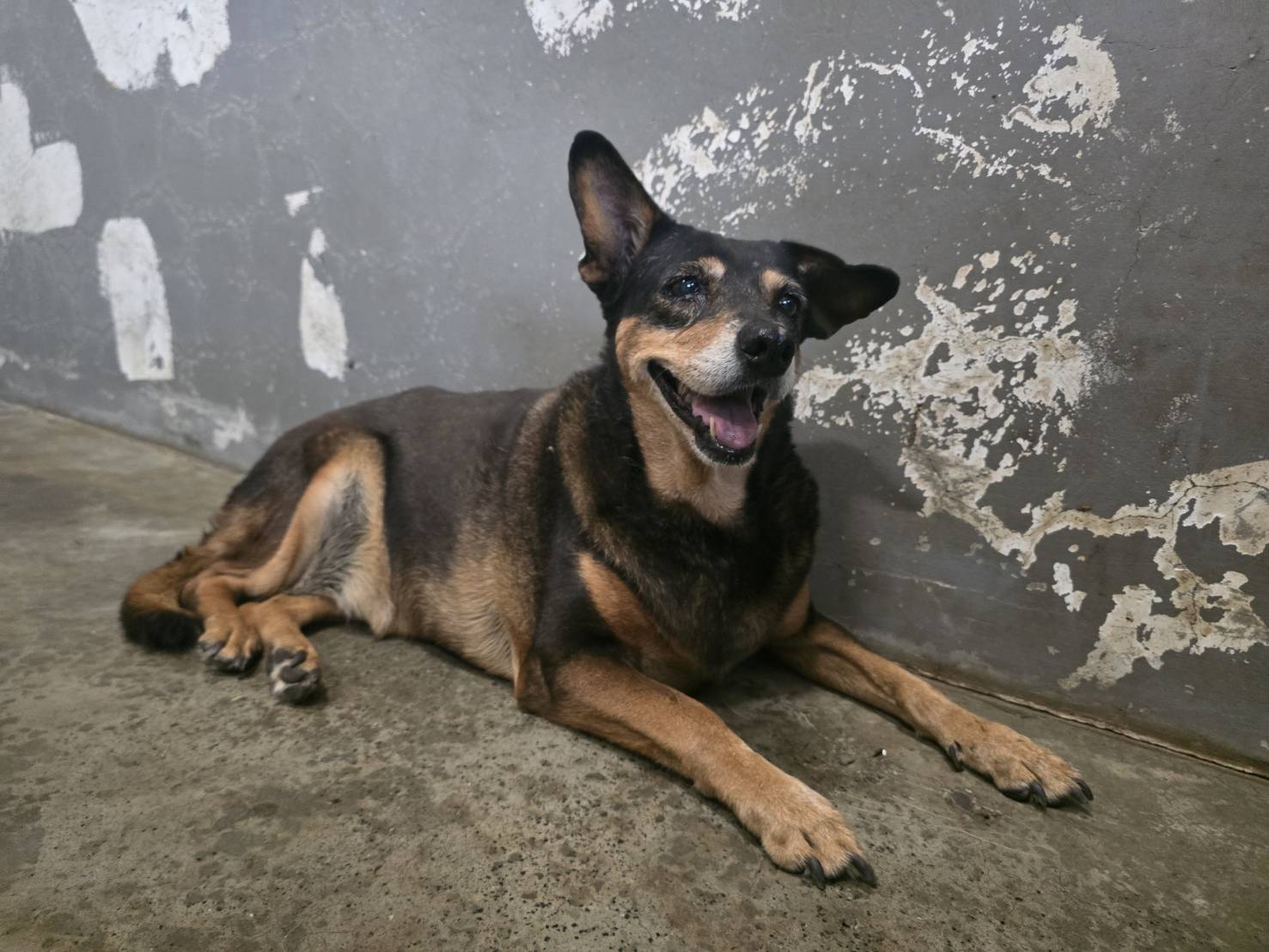 ミックス犬(メス・成犬・黒と茶)、中型, 施設番号 …7002. 全身です。