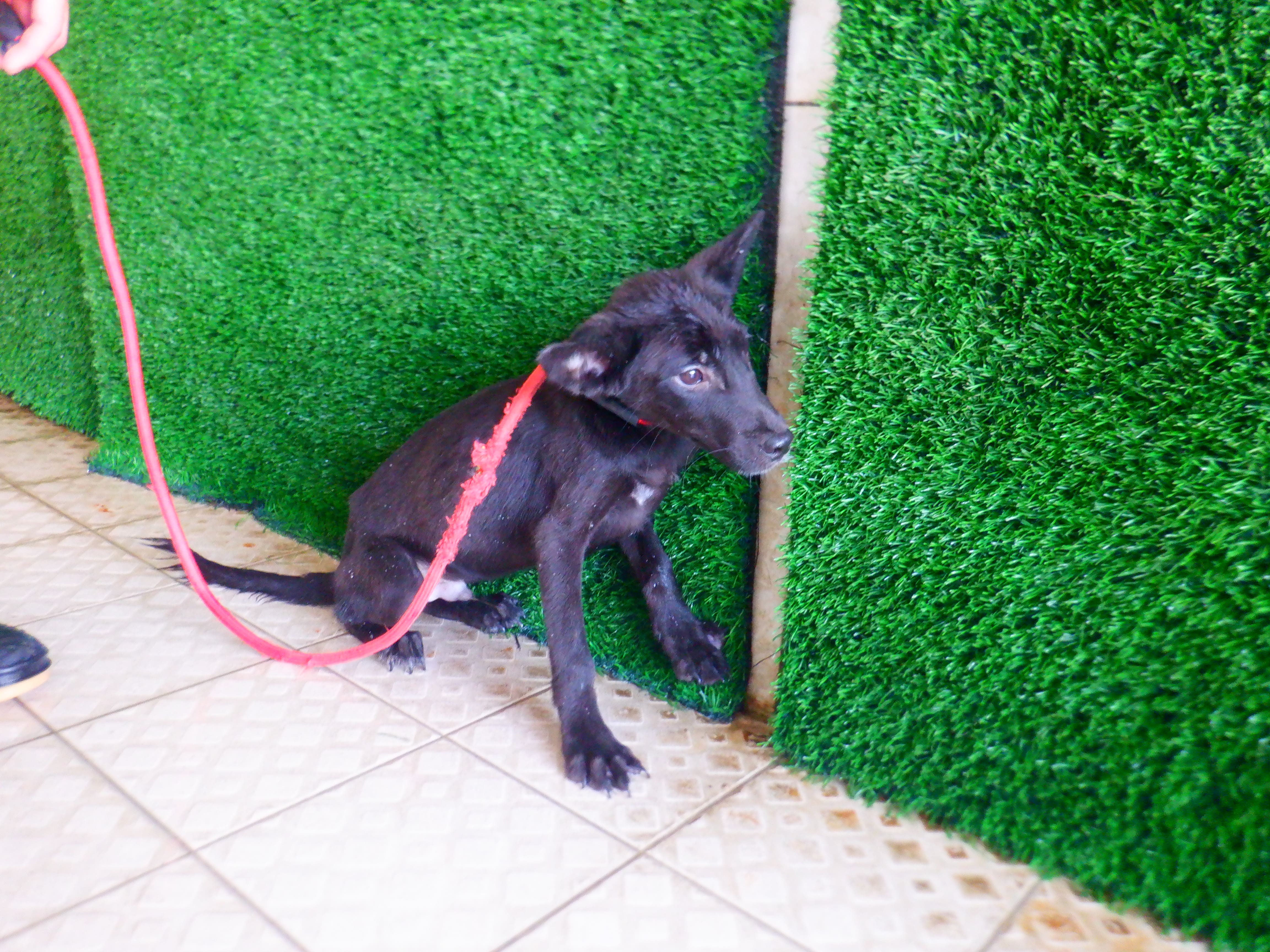 Black young male mixed-breed dog, Small, shelter no. …2792. The whole animal.