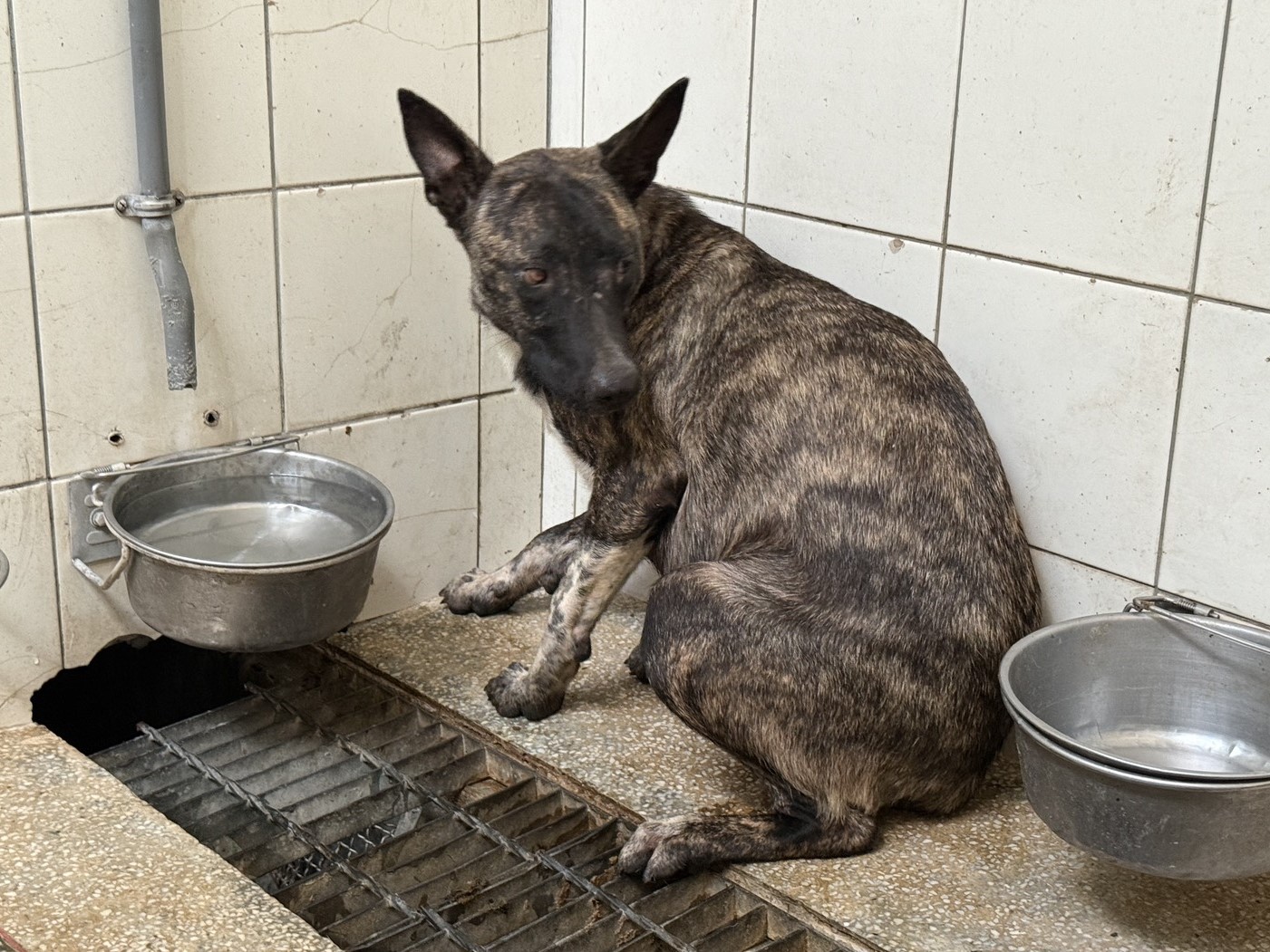 Tabby adult female mixed-breed dog, Large, shelter no. …3A25