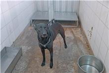 Black adult male mixed-breed dog, Medium, shelter no. …0902