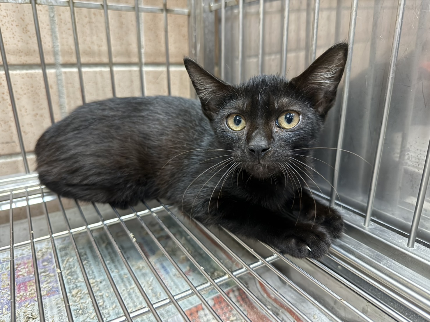 Pusang halo ang lahi (Lalaki, Bata, itim), Maliit, blg. ng shelter …6001. Ang buong hayop.