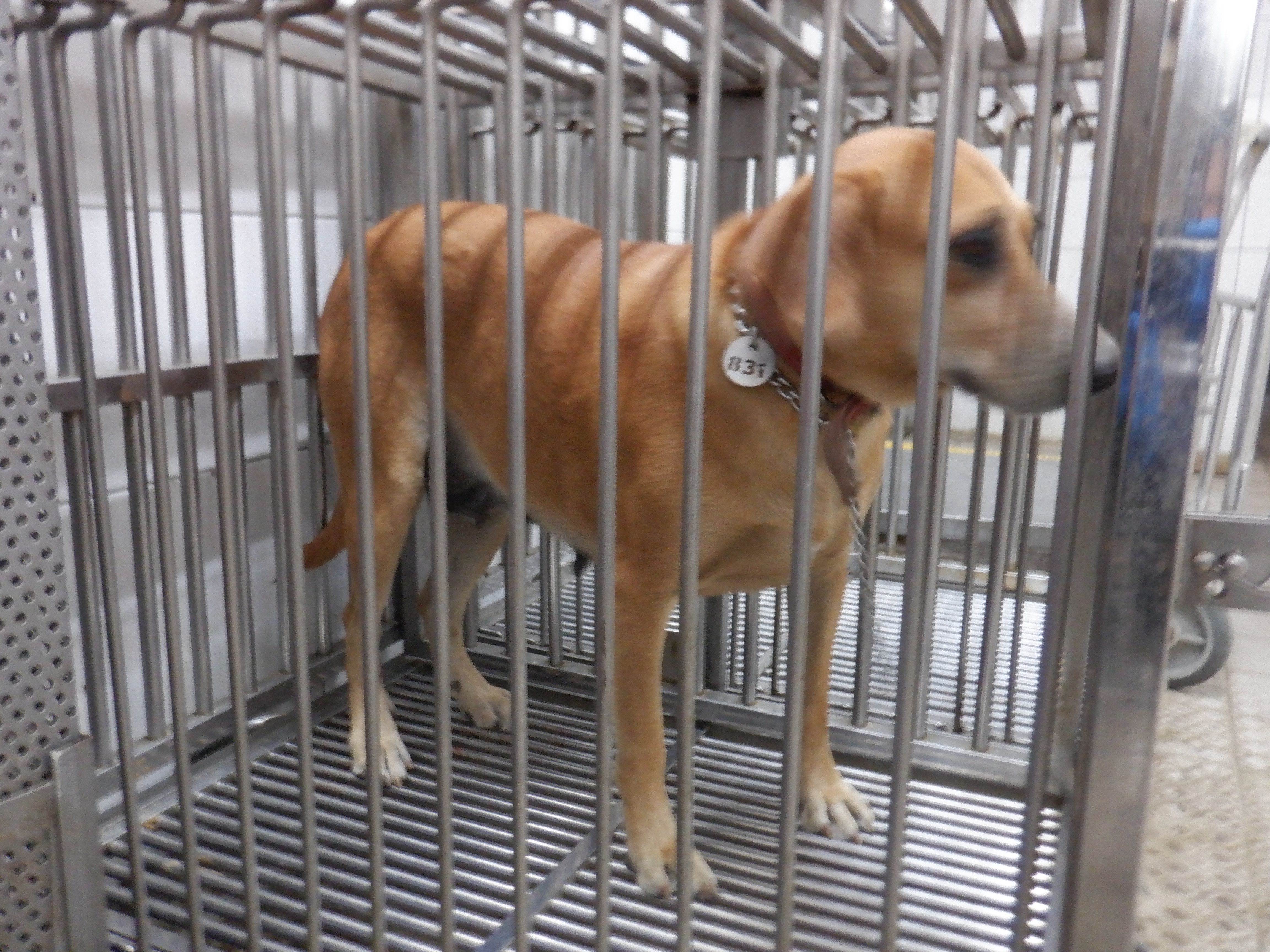 ミックス犬(メス・成犬・茶)、中型, 施設番号 …1831