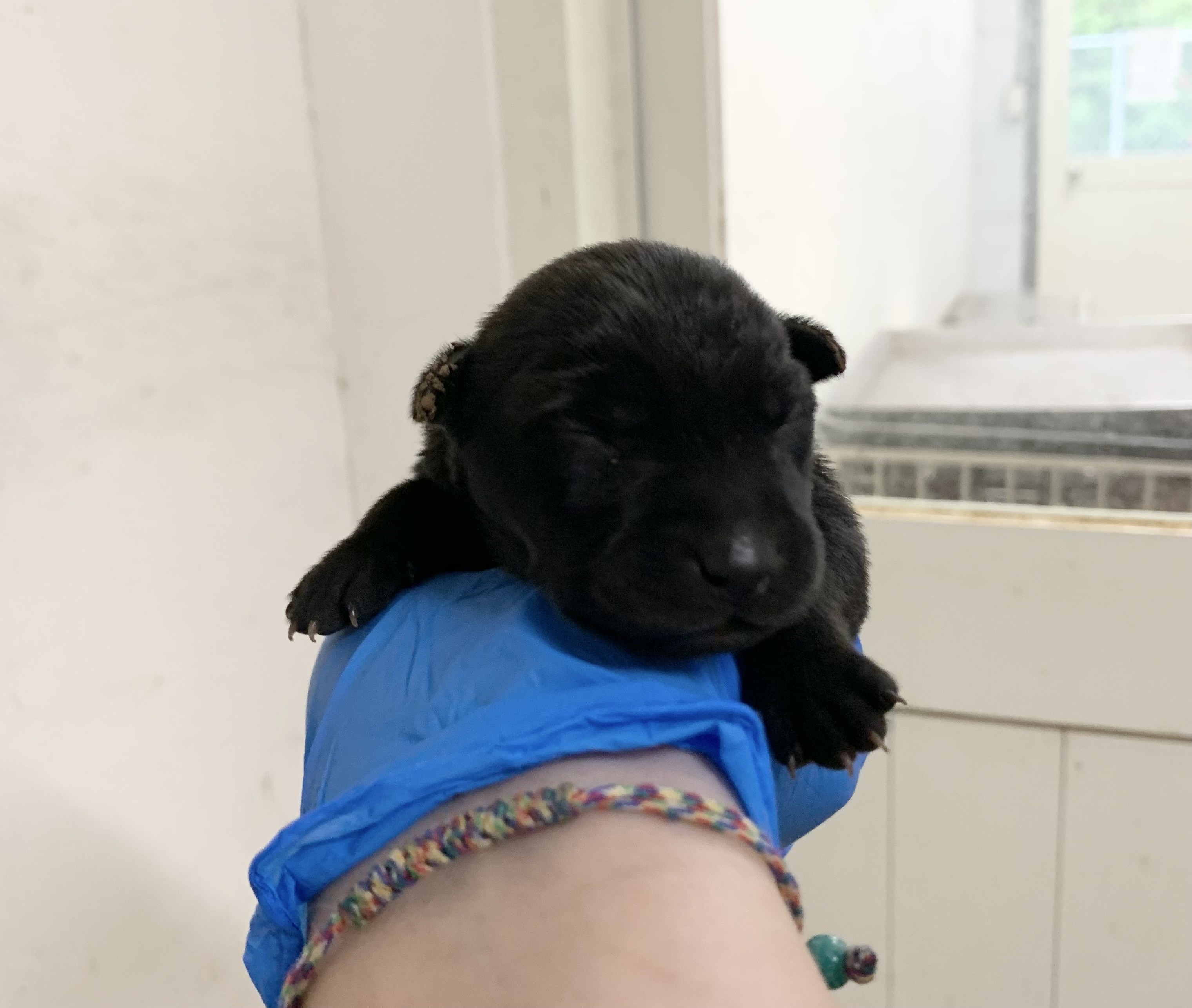 Black young female mixed-breed dog, Small, shelter no. …2112